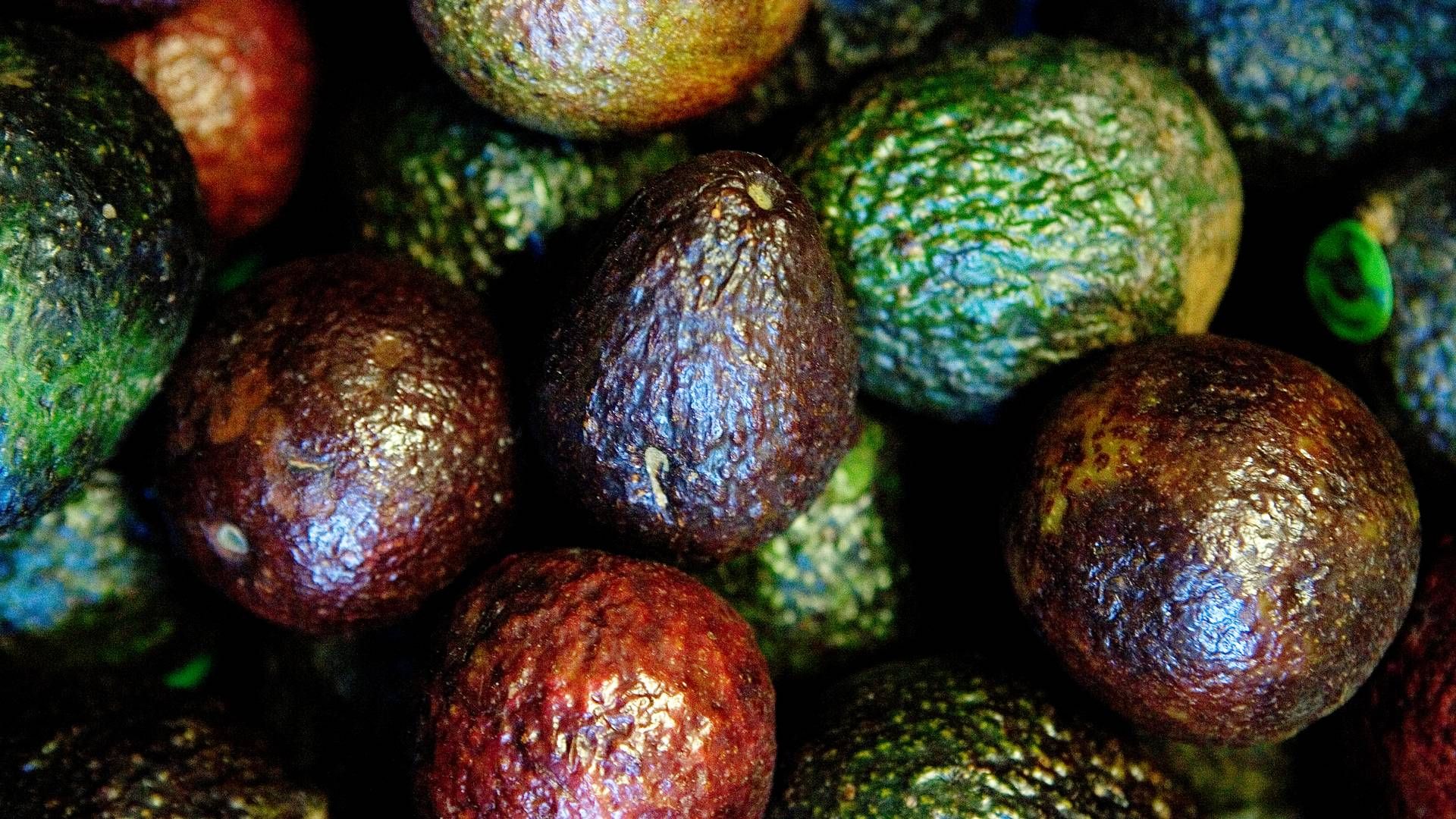 De små frugt- og grøntproducenter, som Freshland i forbindelse med stiftelsen i 2015 blev sat i verden for at agere en hjælpende hånd til, står tilbage med ubetalte regninger. | Foto: Thomas Borberg/Politiken