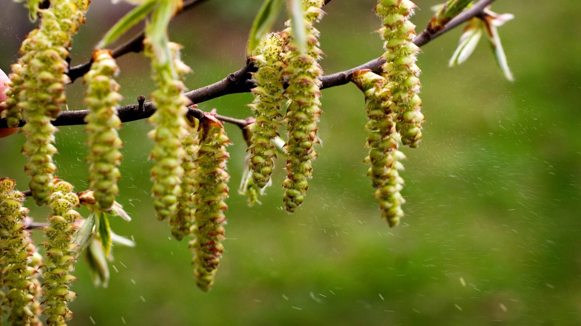 Forår og sommer er højsæson for snøften, nysen og røde øjne hos hver femte dansker, som døjer med høfeber. | Foto: Søren Schnoor