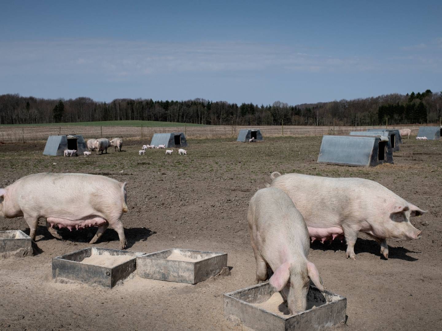 Friland og Arla vil ud af Økologisk Landsforening. Foto: Ladefoged Joachim/Ritzau Scanpix