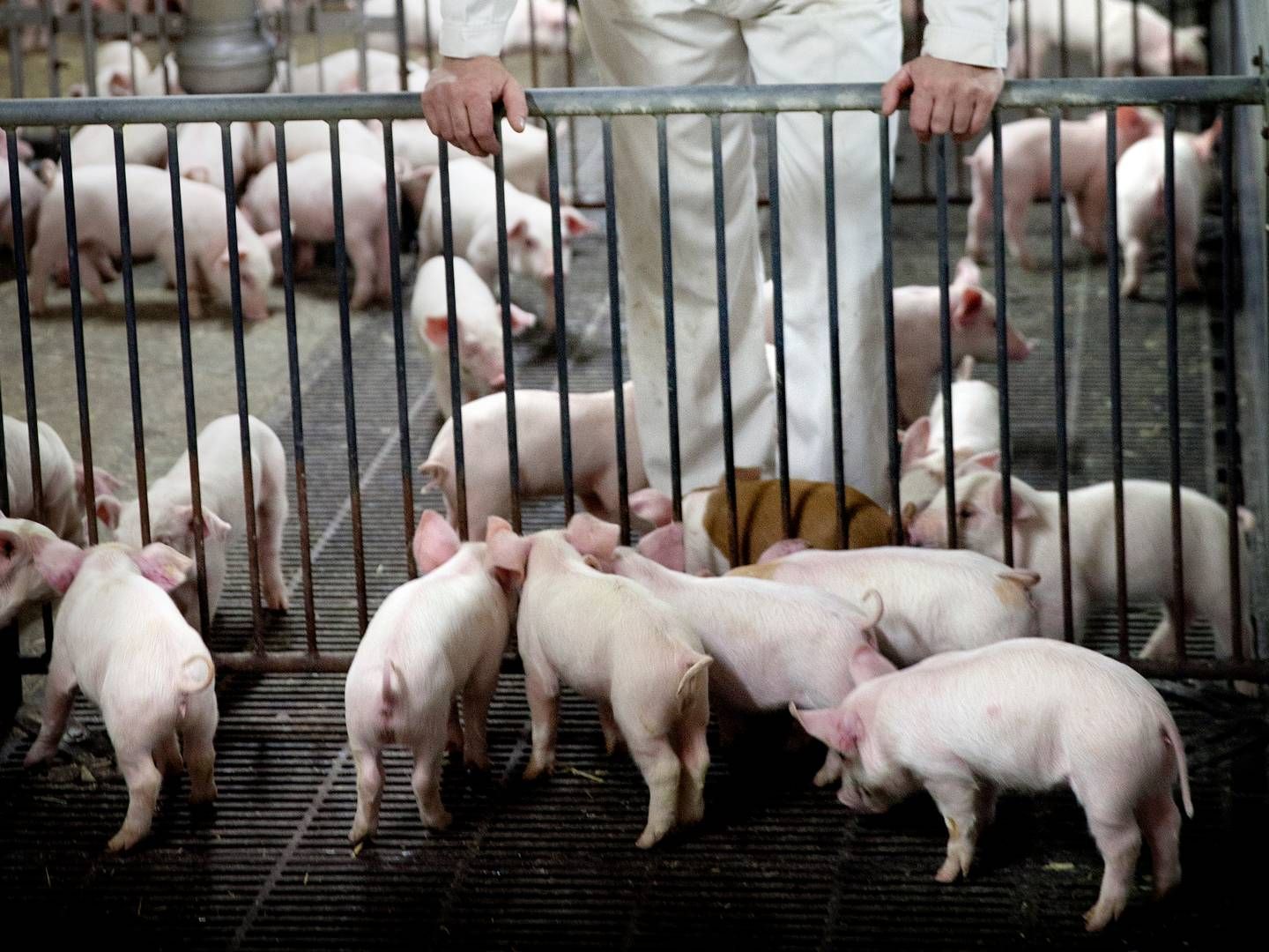 Danske svineproducenter sendte i 2023 6,4 mio. smågrise til Tyskland. | Foto: Finn Frandsen/Politiken/Ritzau Scanpix