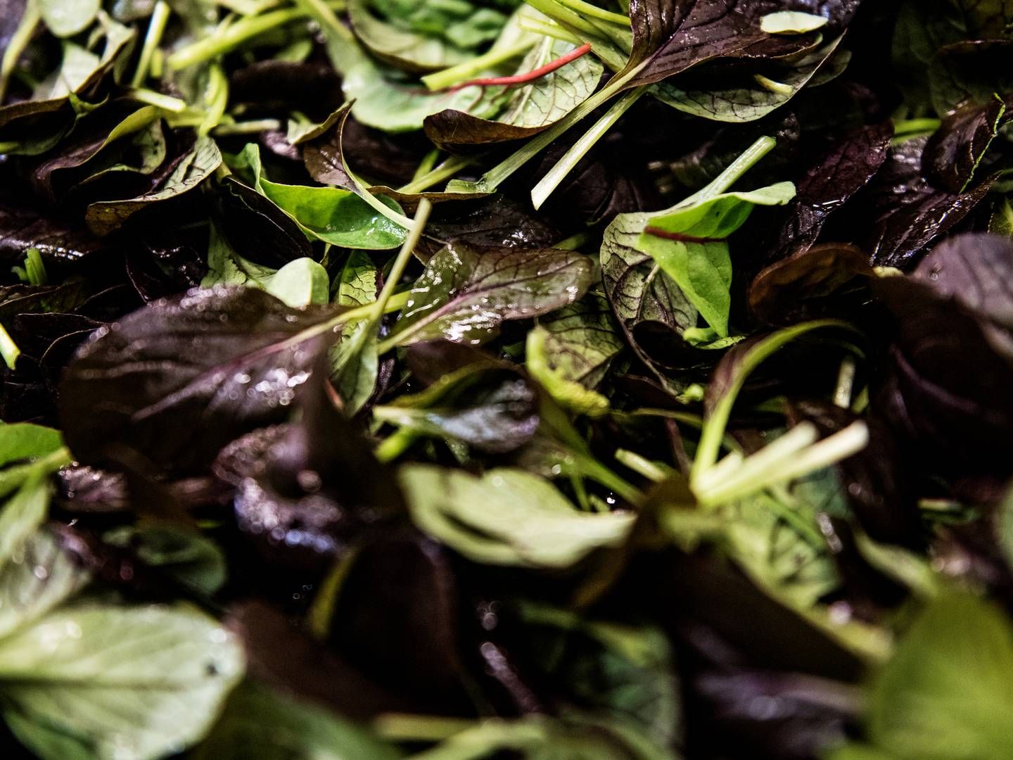Markedet for salater og snitgrønt har været præget af hård konkurrence de senere år, hvilket har ramt det nu tidligere Yding Grønt hårdt. | Foto: Dalhoff Casper/Jyllands-Posten/Ritzau Scanpix