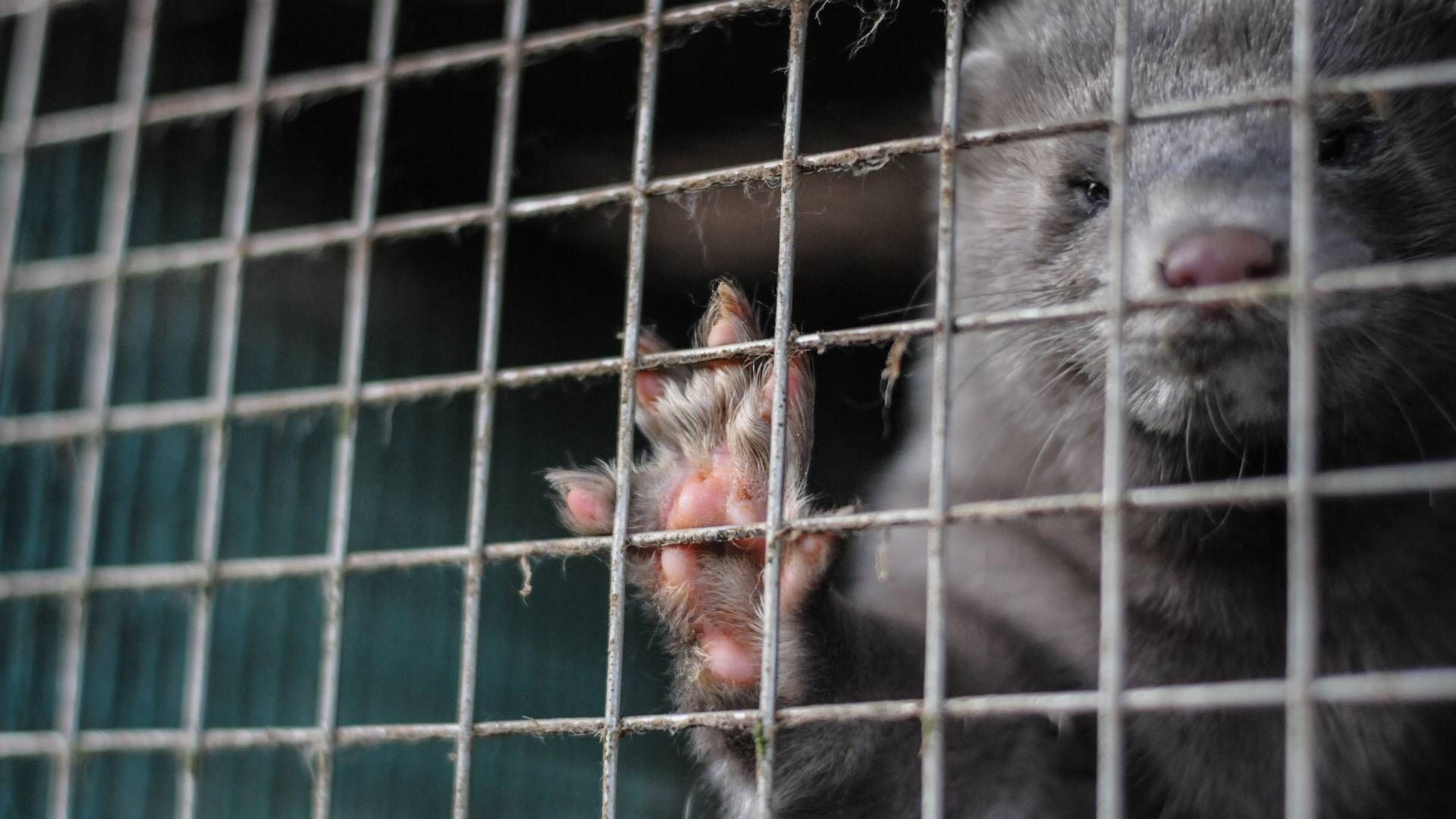 De første erstatninger viser nu, at niveauet for udgifter er højere, end man tidligere forventede, melder fødevareministeren. | Foto: World Animal Protection/pr.