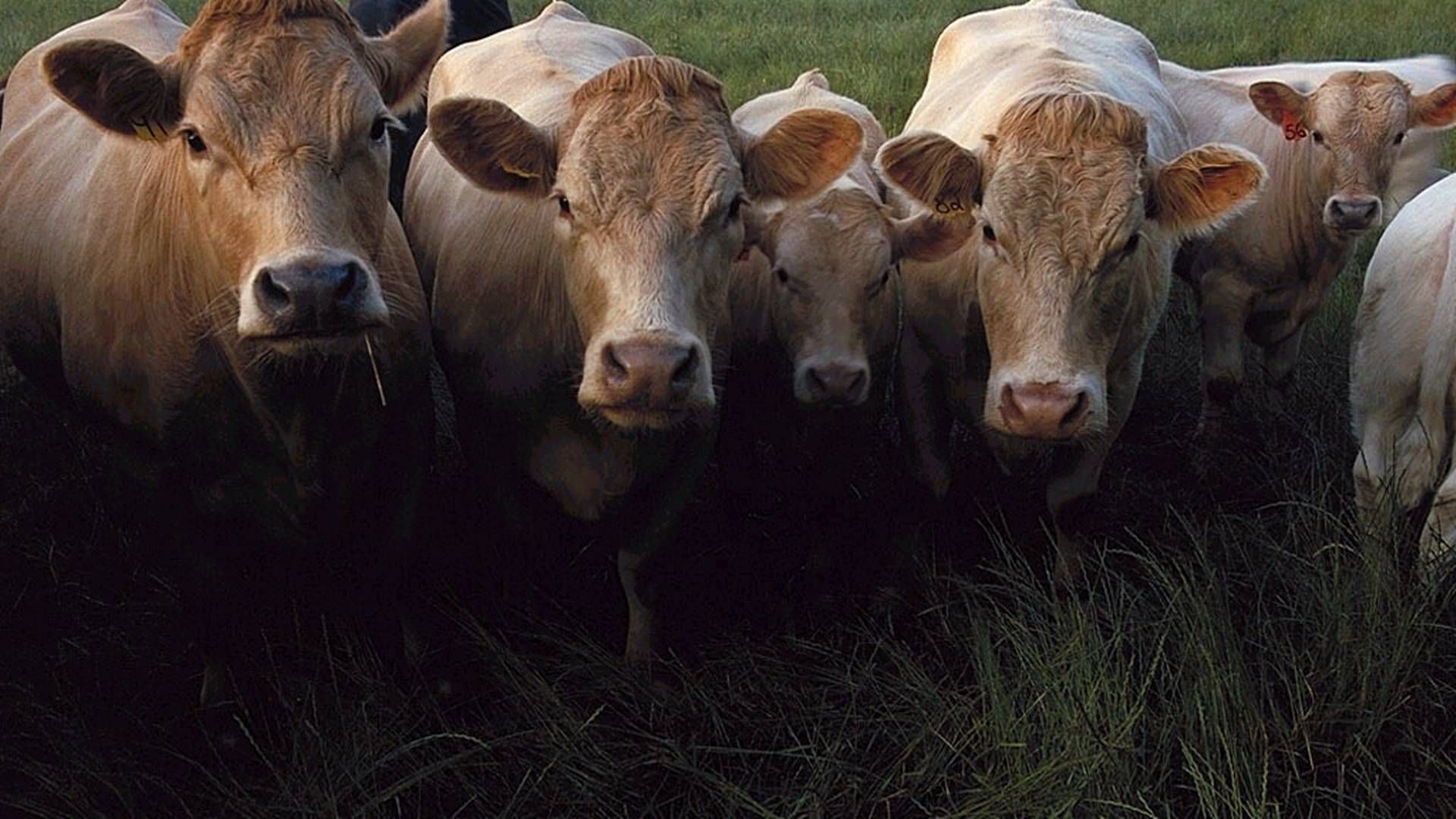 85 pct. af landbrugets samlede udledning af klimagasser er relateret til den animalske produktion. | Foto: Pr/seges