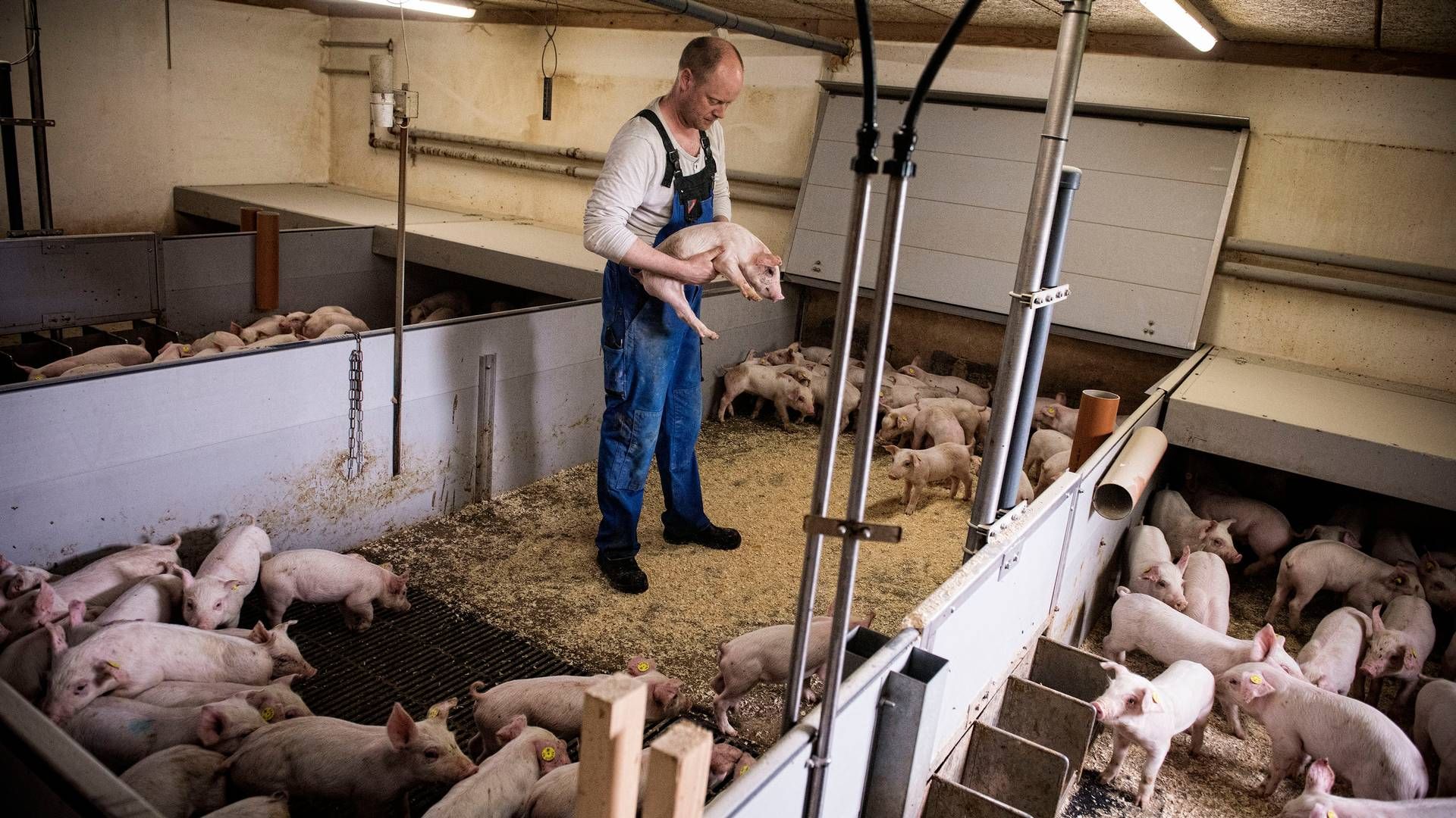 Knap 6 mio. kr. lyder årets resultat i gennemsnit hos landets smågriseproducenter. | Foto: Casper Dalhoff