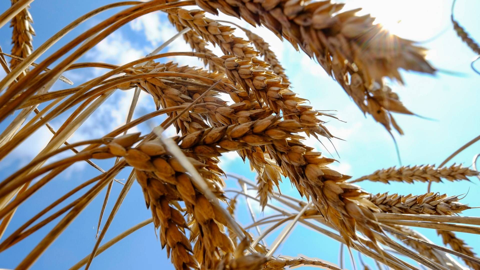 Efter en rekordstor 2023-høst bugner de globale lagre af korn. Det presser priserne længere og længere ned og er med til at sikre de danske forbrugere billigere fødevarer. | Foto: Vincent Mundy/Reuters/Ritzau Scanpix