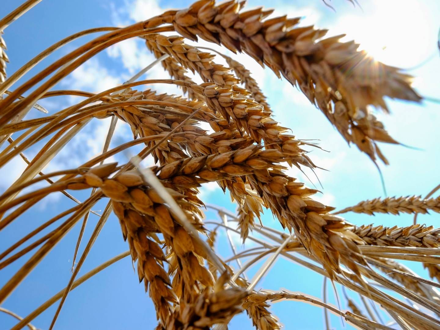 Efter en rekordstor 2023-høst bugner de globale lagre af korn. Det presser priserne længere og længere ned og er med til at sikre de danske forbrugere billigere fødevarer. | Foto: Vincent Mundy/Reuters/Ritzau Scanpix