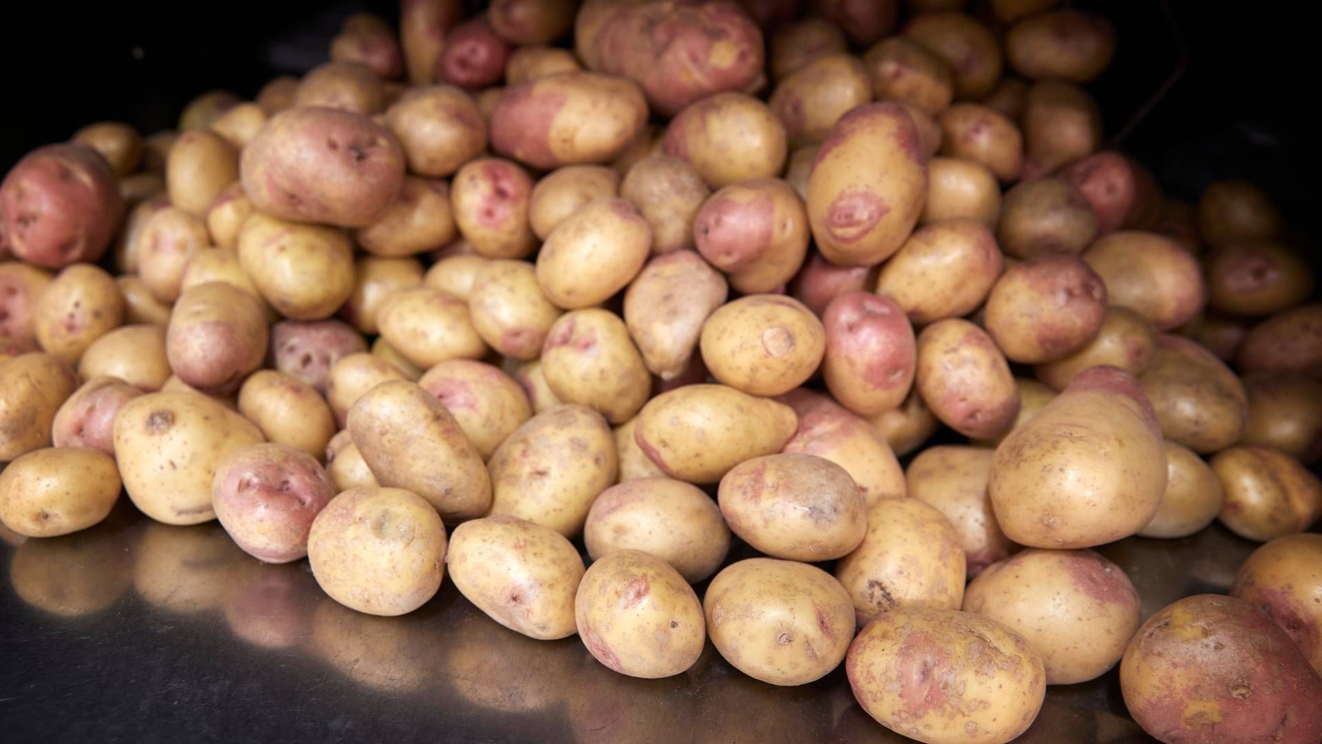 Der kommer fremover kartofler fra Smasø med i paletten af frugt og grønt fra Gasa Nord Grønts sortiment.