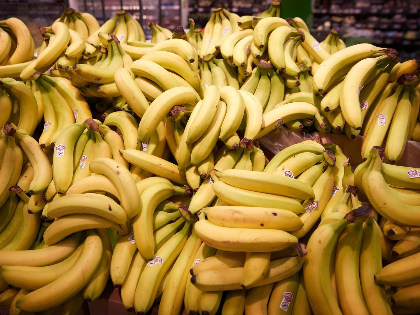 Èt af de eksempler er bananer fra Filipinerne, som ikke bliver brune som konsekvens af brugen af NGT, og derved kan man reducere fødevarespild og i forlængelse CO2-udledning. | Foto: Jens Dresling