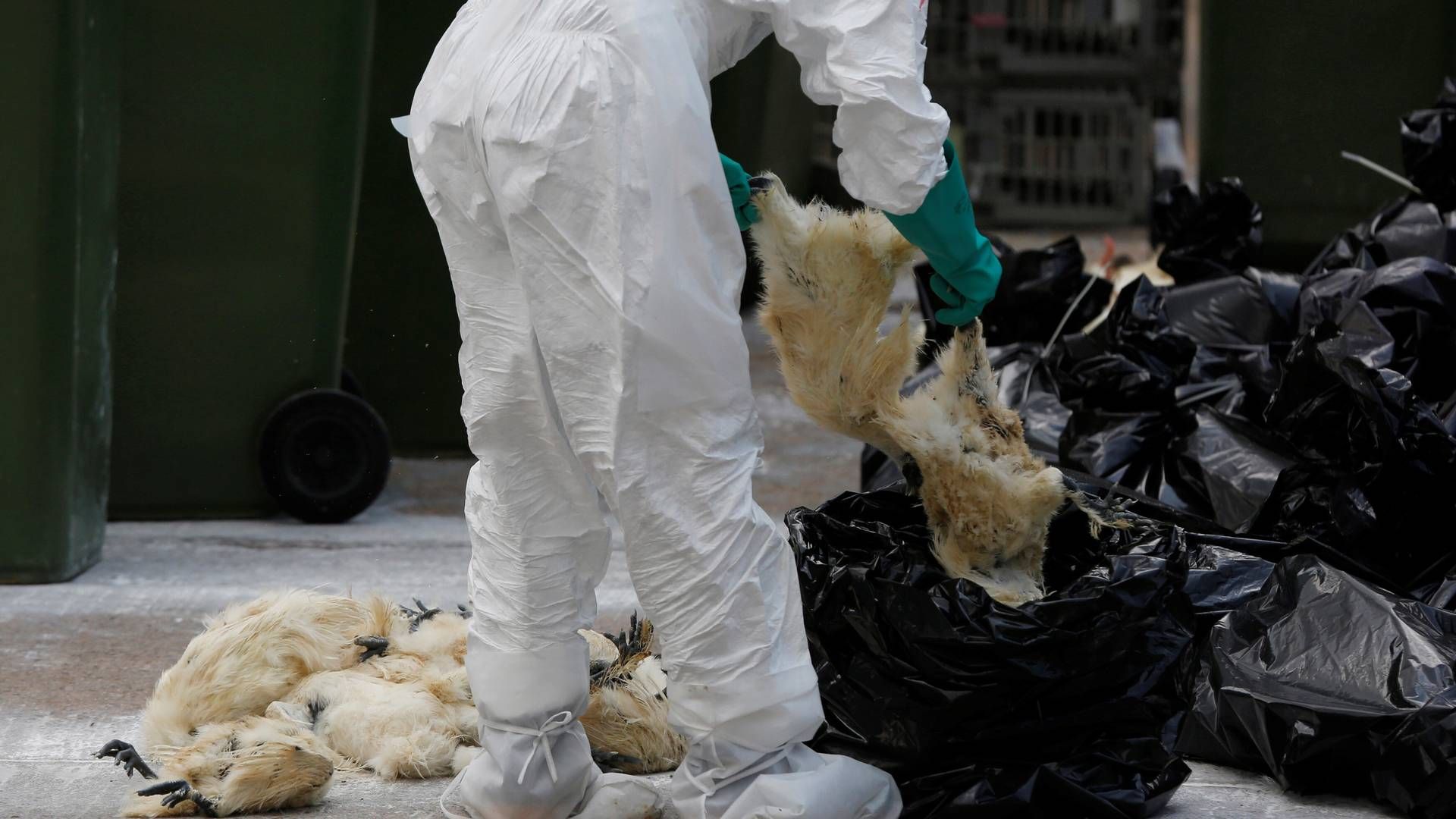 Fødevarestyrelsen sætter fredag ind i Aabenraa, hvor der er gjort et nyt fund af fugleinfluenza. | Foto: REUTERS/Bobby Yip