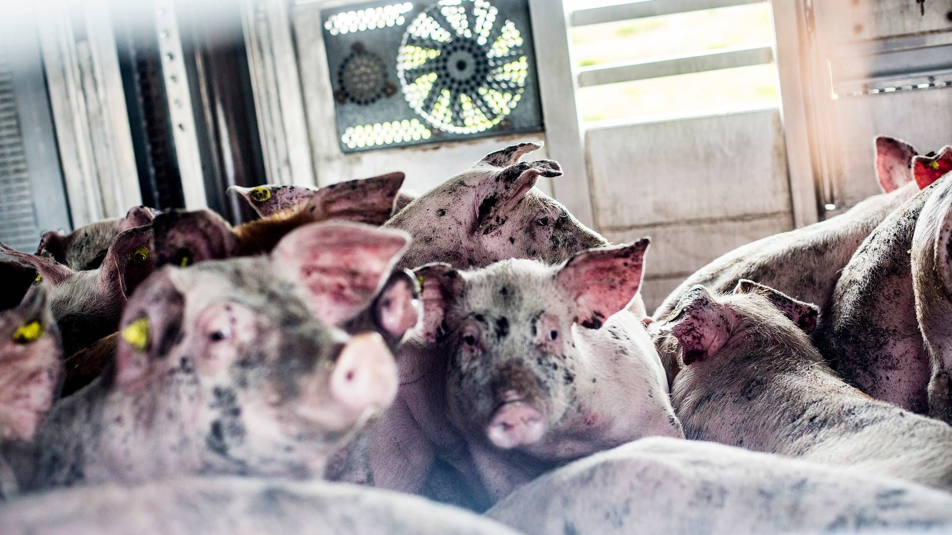De nye højdekrav for transport af grise, træder i kraft fra 1. april. 2031. | Foto: Janus Engel