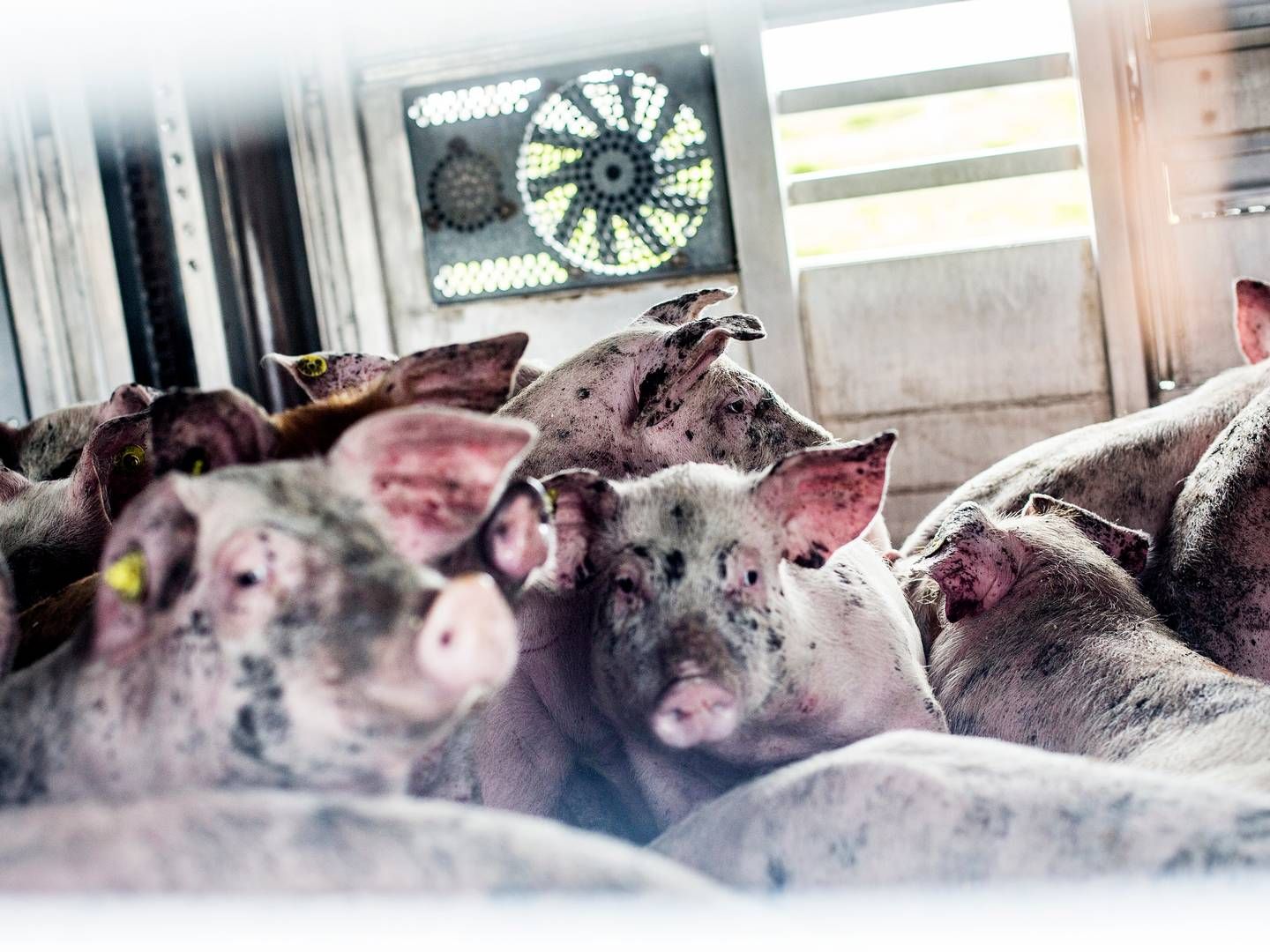 De nye højdekrav for transport af grise, træder i kraft fra 1. april. 2031. | Foto: Janus Engel