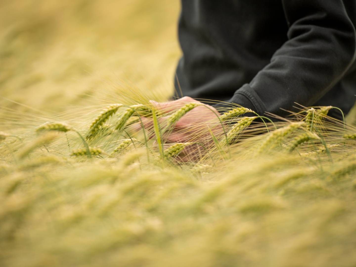 Salgsprisen på korn faldt i 2023, men er fortsat på et højt niveau. | Foto: Benny Kjølhede