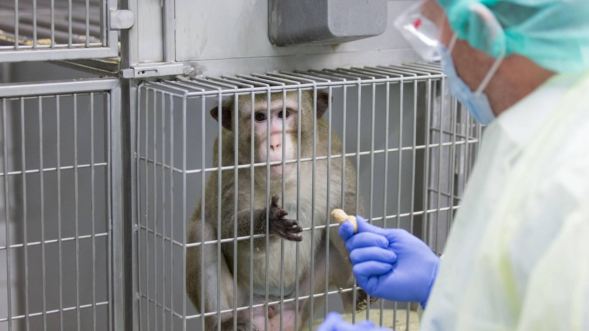 Novo Nordisk har reduceret sit samlede brug af forsøgsdyr, men medicinalselskabets brug af specifikke dyrearter stiger, herunder brugen af makakaber. | Foto: Friso Gentsch/AP/Ritzau Scanpix
