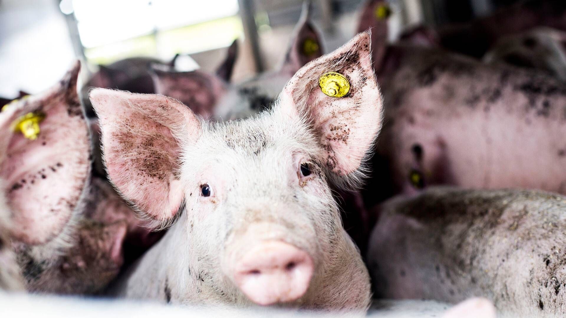 De nye højdekrav for transport af grise, træder i kraft fra 1. april. 2031. | Foto: Janus Engel/Ritzau Scanpix