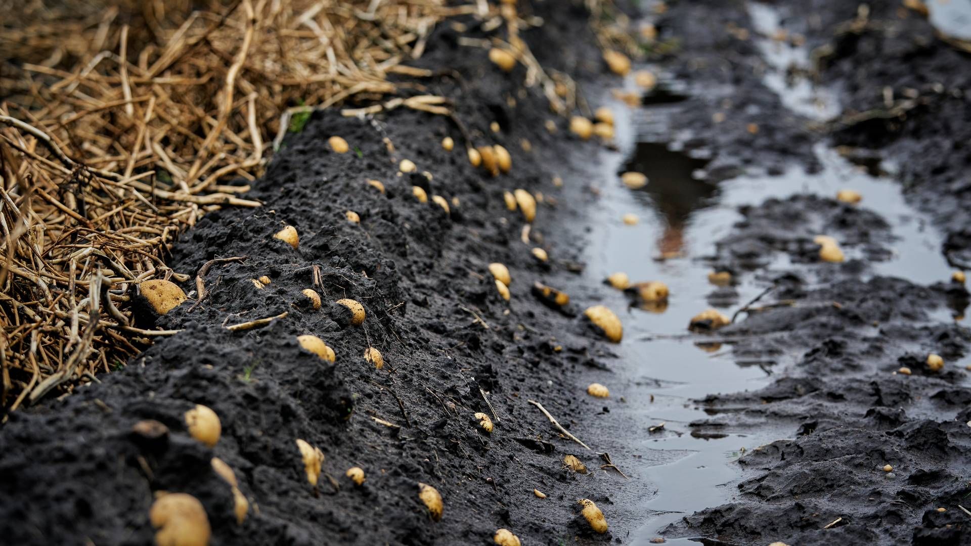 Det våde vejr har været hård for kartoffelavlen. | Foto: Casper Dalhoff