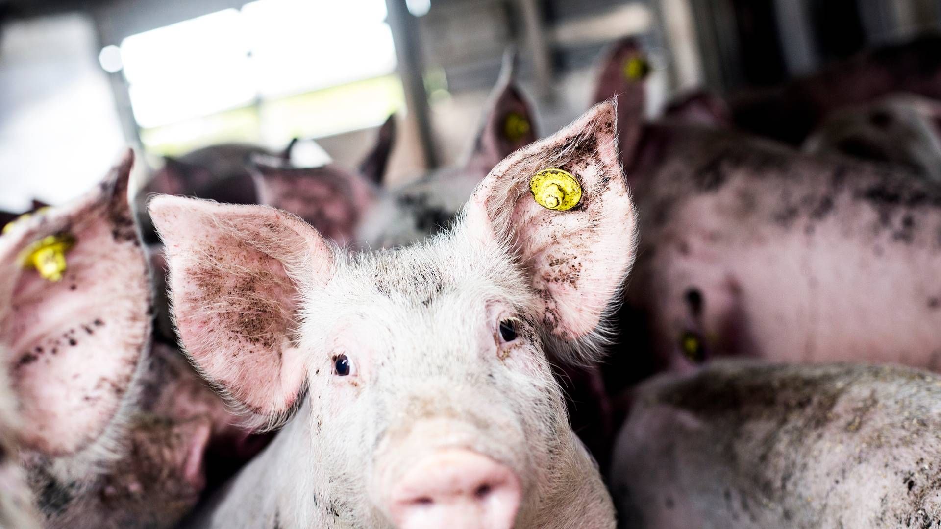 Når grise transporteres betyder lastbilernes etagehøjde ikke meget, mener forskere. Et nyt krav om loftshøjde på 68 cm er ellers på vej fra regeringen. | Foto: Janus Engel/Ritzau Scanpix
