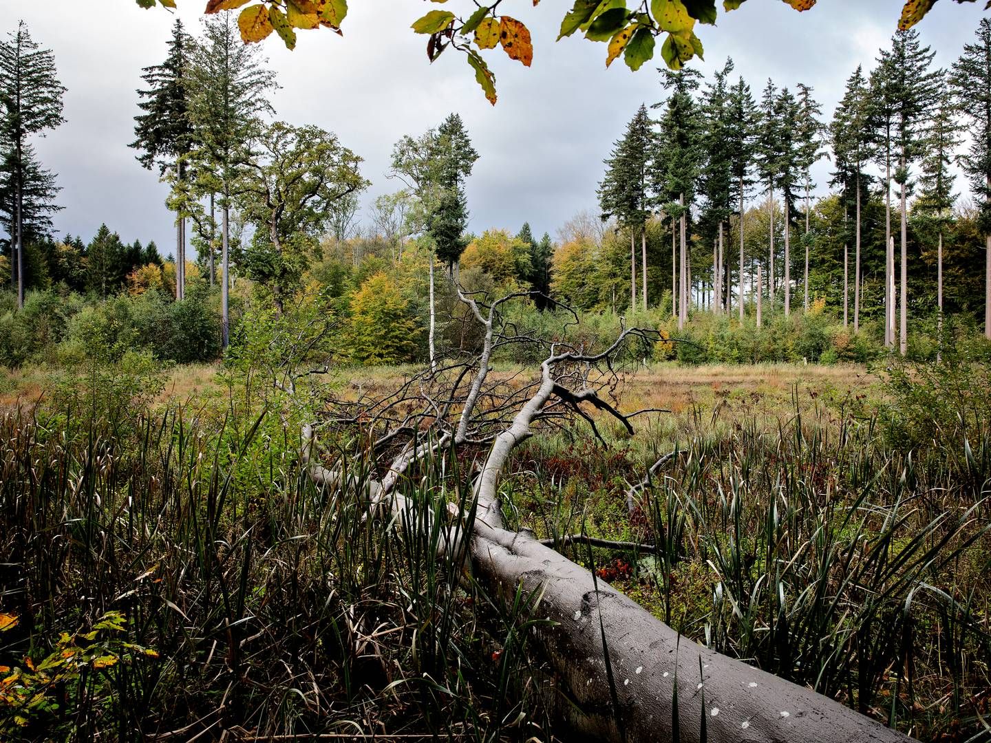 Skov og landbrug regnes under et klimaregnskab i Danmark. | Foto: Martin Lehmann