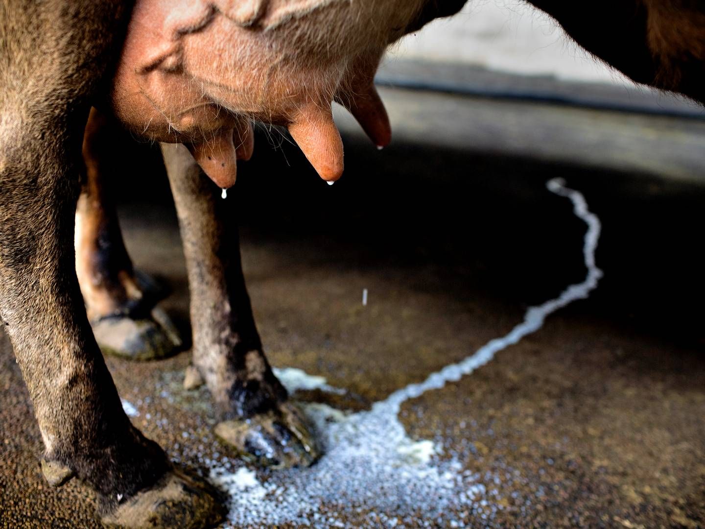 Arla modtager mere mælk. | Foto: Martin Lehmann