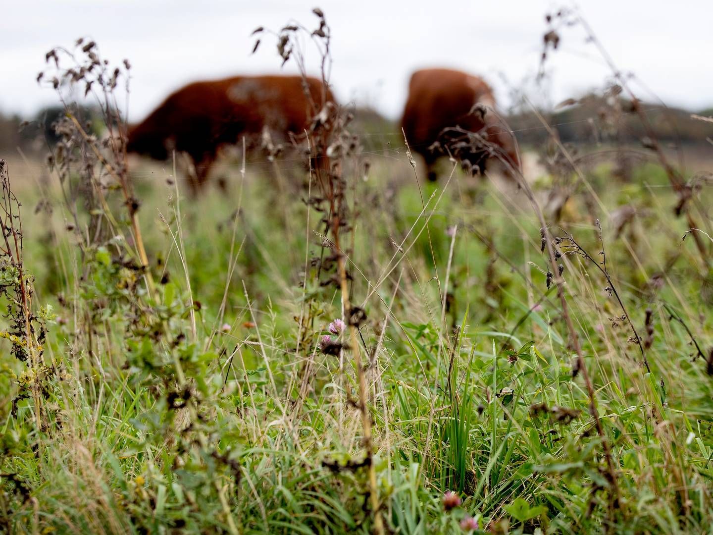 Onsdag får landbruget vished om en kommende CO2-afgift. | Foto: Finn Frandsen/Ritzau Scanpix