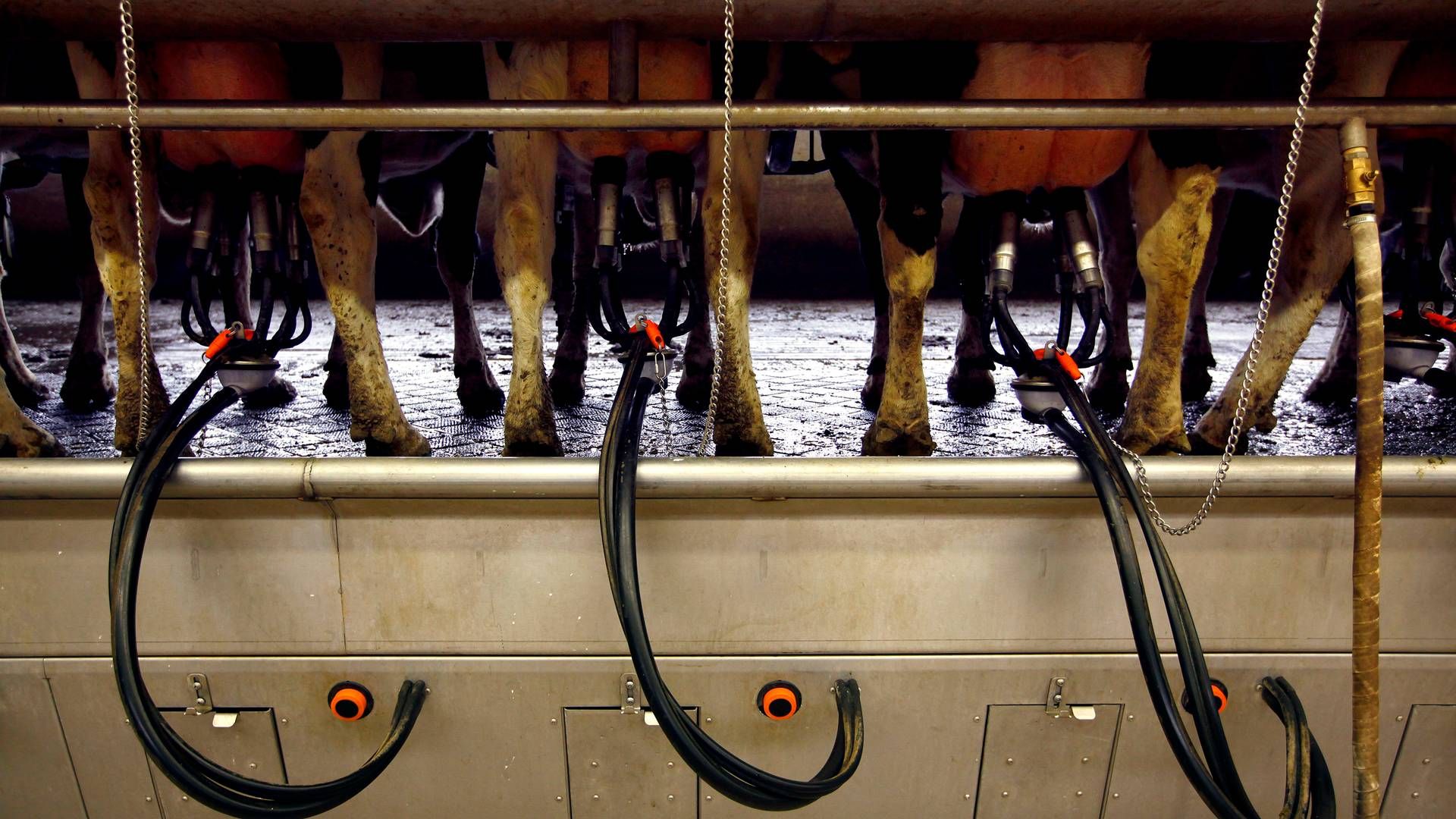Fonterra har ifølge egne oplysninger mere end 11.000 andelshavere og producerer over 14 mia. liter mælk årligt. | Foto: David Gray/Reuters/Ritzau Scanpix