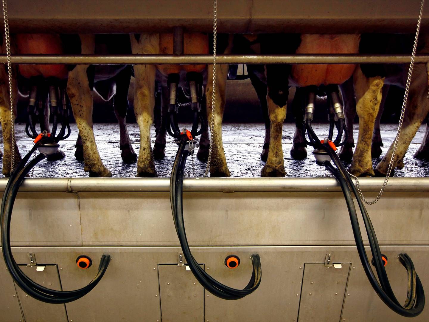 Fonterra har ifølge egne oplysninger mere end 11.000 andelshavere og producerer over 14 mia. liter mælk årligt. | Foto: David Gray/Reuters/Ritzau Scanpix