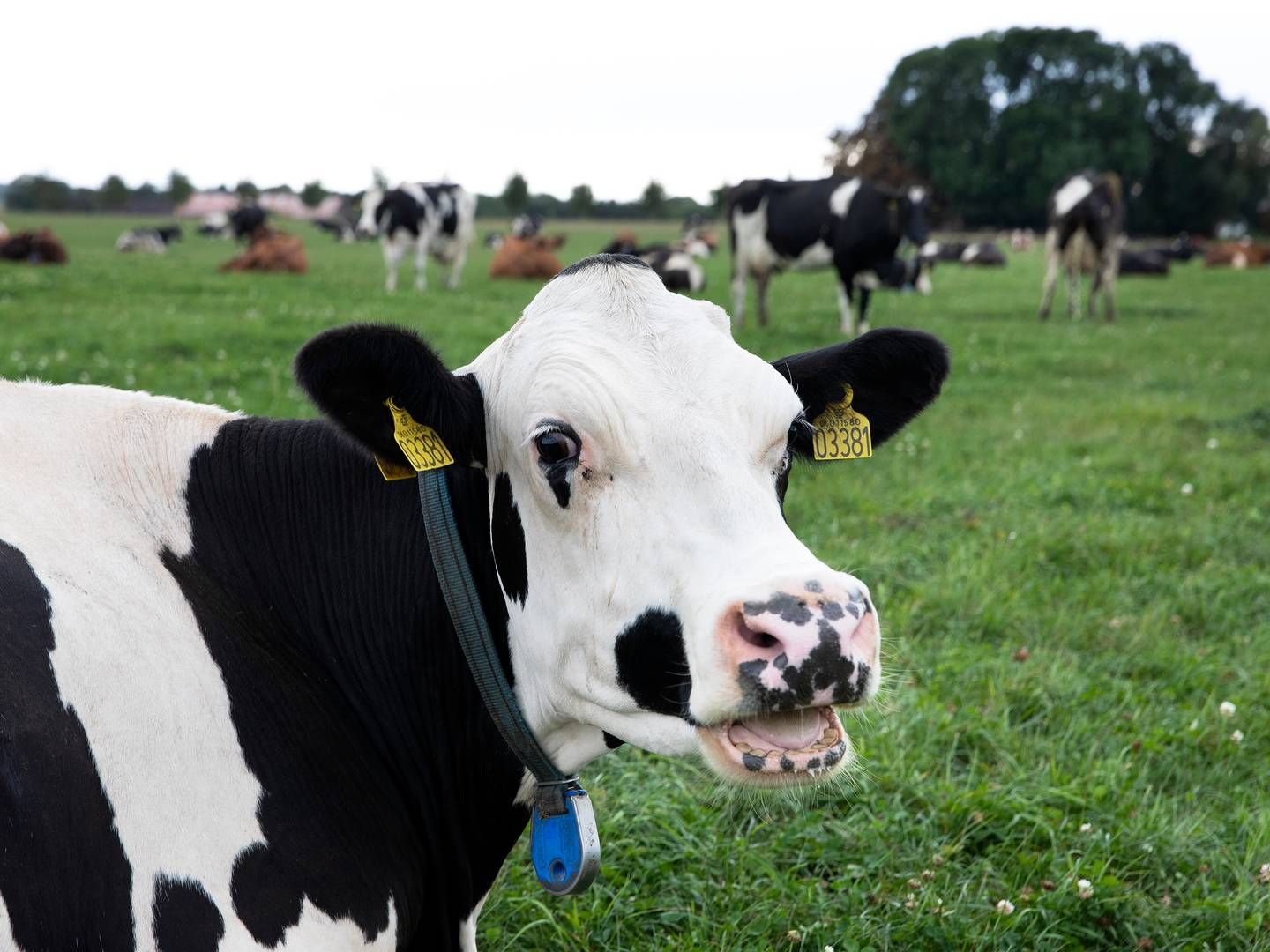 Malkebønder kan få mange penge ved at nedlægge produktionen. | Foto: Finn Frandsen/Ritzau Scanpix