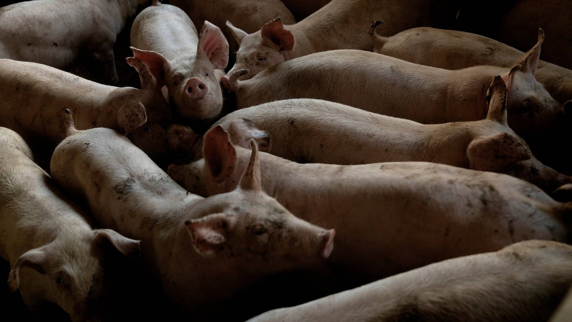 Søren Rasmussen mener, der bliver produceret for meget svinekød i Europa, hvilket er med til at presse prisen ned. Peter Hove Olesen/Ritzau Scanpix