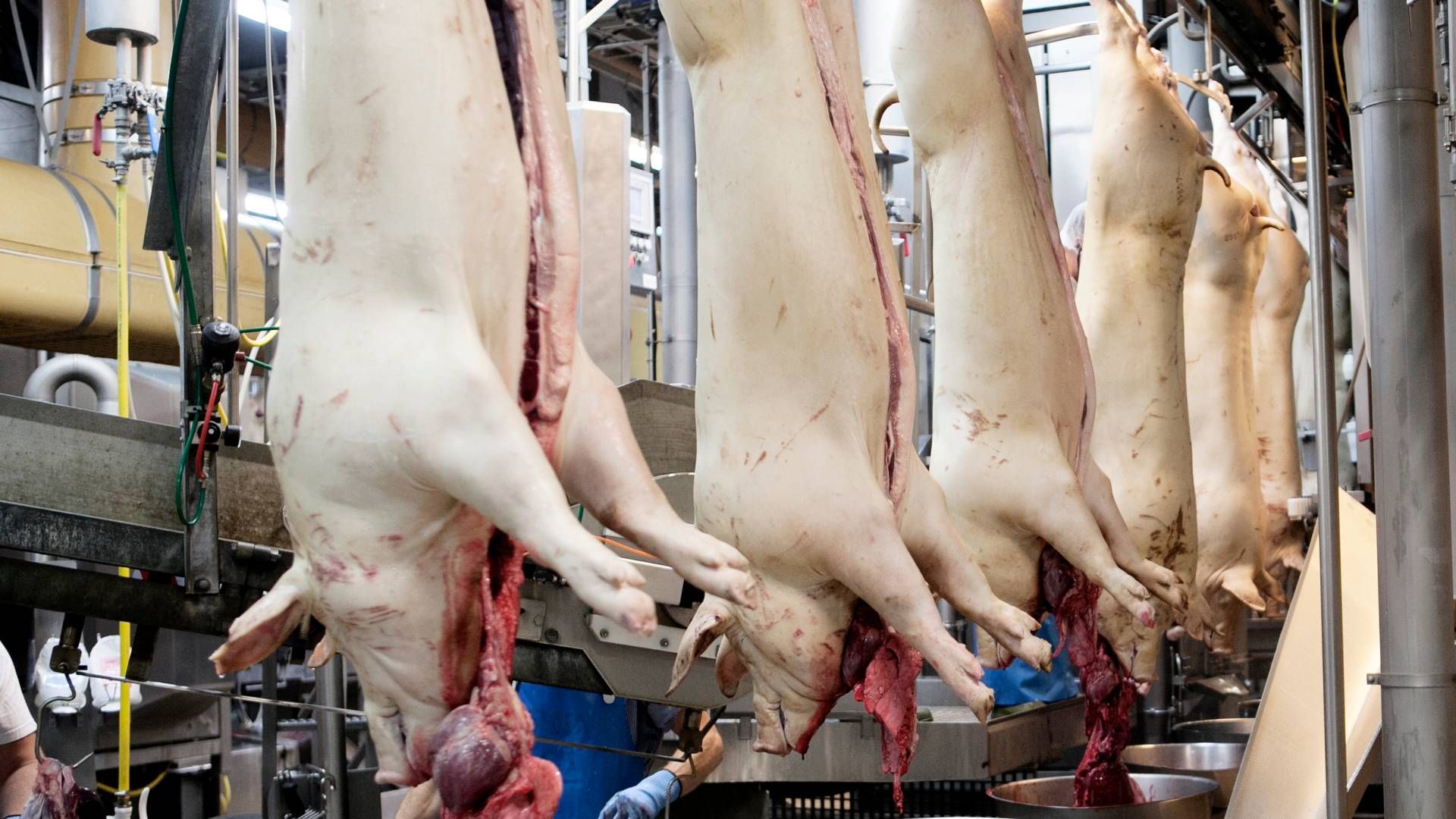 Hvad er en slagtekrop? Ifølge EU-domstolen er det et svin uden bl.a. tunge, børster og klove. | Foto: Tycho Gregers/Jyllands-Posten/Ritzau Scanpix
