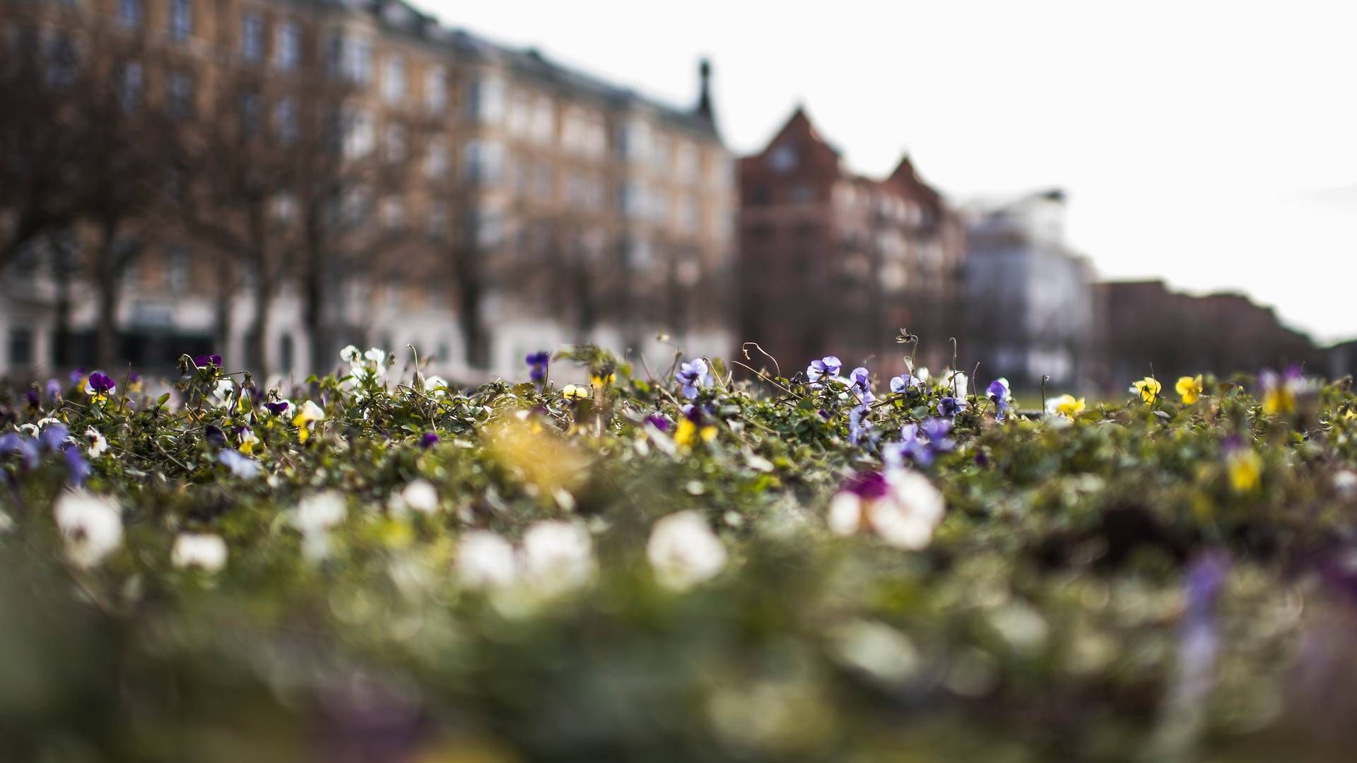 Der er forårstegn at spore, hvis man leder de rette steder i den danske ejendomsbranche. | Foto: Jonas Olufson