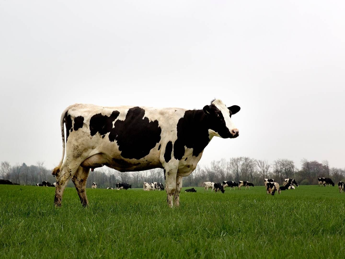 De økologiske andelshavere i Arla har nedbragt deres leverancer af øko-mælk. | Foto: Finn Frandsen