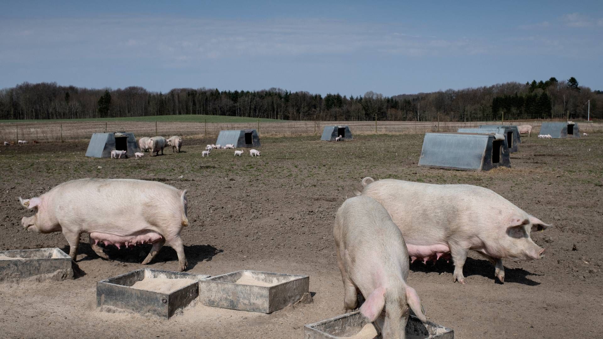 Danish Crowns økologiske selskab Friland har været presset af inflationen, som har fået forbrugerne til at se bort fra de dyrere økologiske produkter. | Foto: Ladefoged Joachim/Ritzau Scanpix