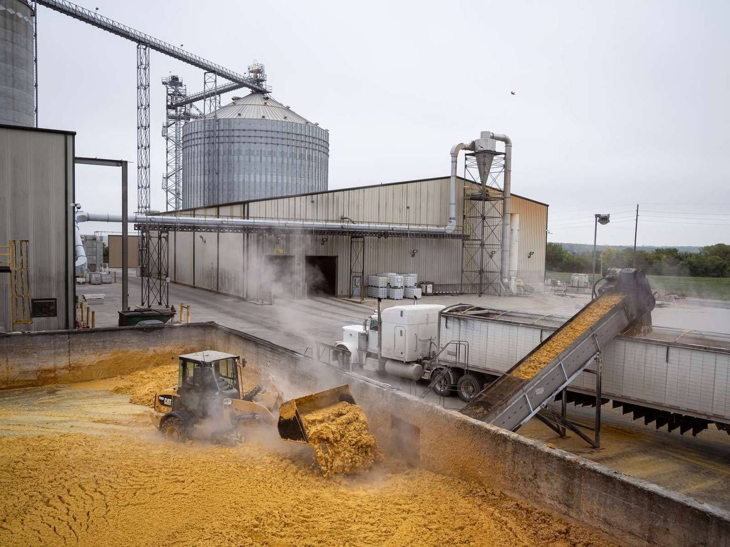 Novonesis producerer bl.a. bioethanol af korn. | Foto: Pr / Novozymes