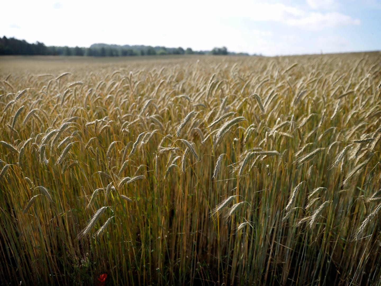 Zelenskyj betegner selv eksporten siden ophævelsen af kornaftalen som en ”stor succes”. | Foto: Jens Dresling