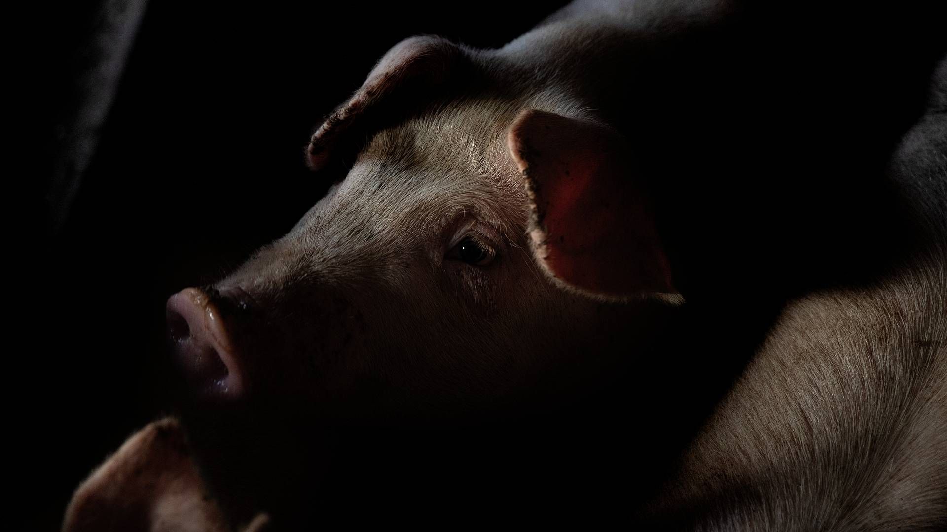 Idavang producerer ifølge egne oplysninger mere end 450.000 grise årligt. | Foto: Peter Hove Olesen