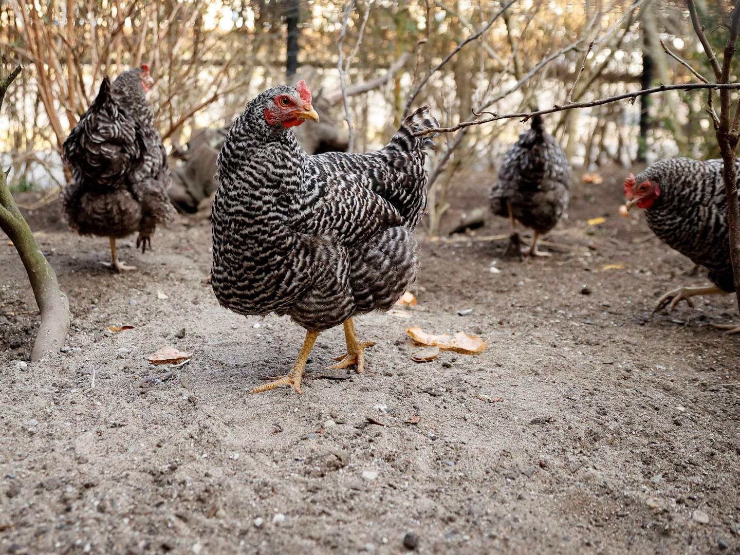 Æg fra økologiske og særligt fritgående høns er stadig i undertal. Mest populært er stadig skrabeæg. | Foto: Jens Dresling/Ritzau Scanpix