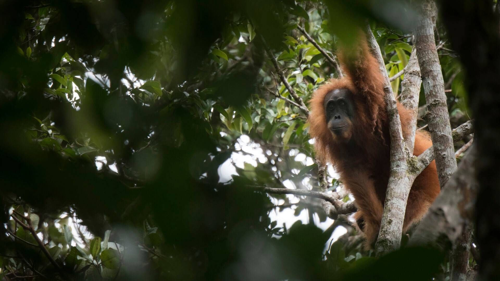 There are less than 800 Tapanuli orangutans left in Northern Sumatra. | Photo: Jonas Landolt/AP/Ritzau Scanpix