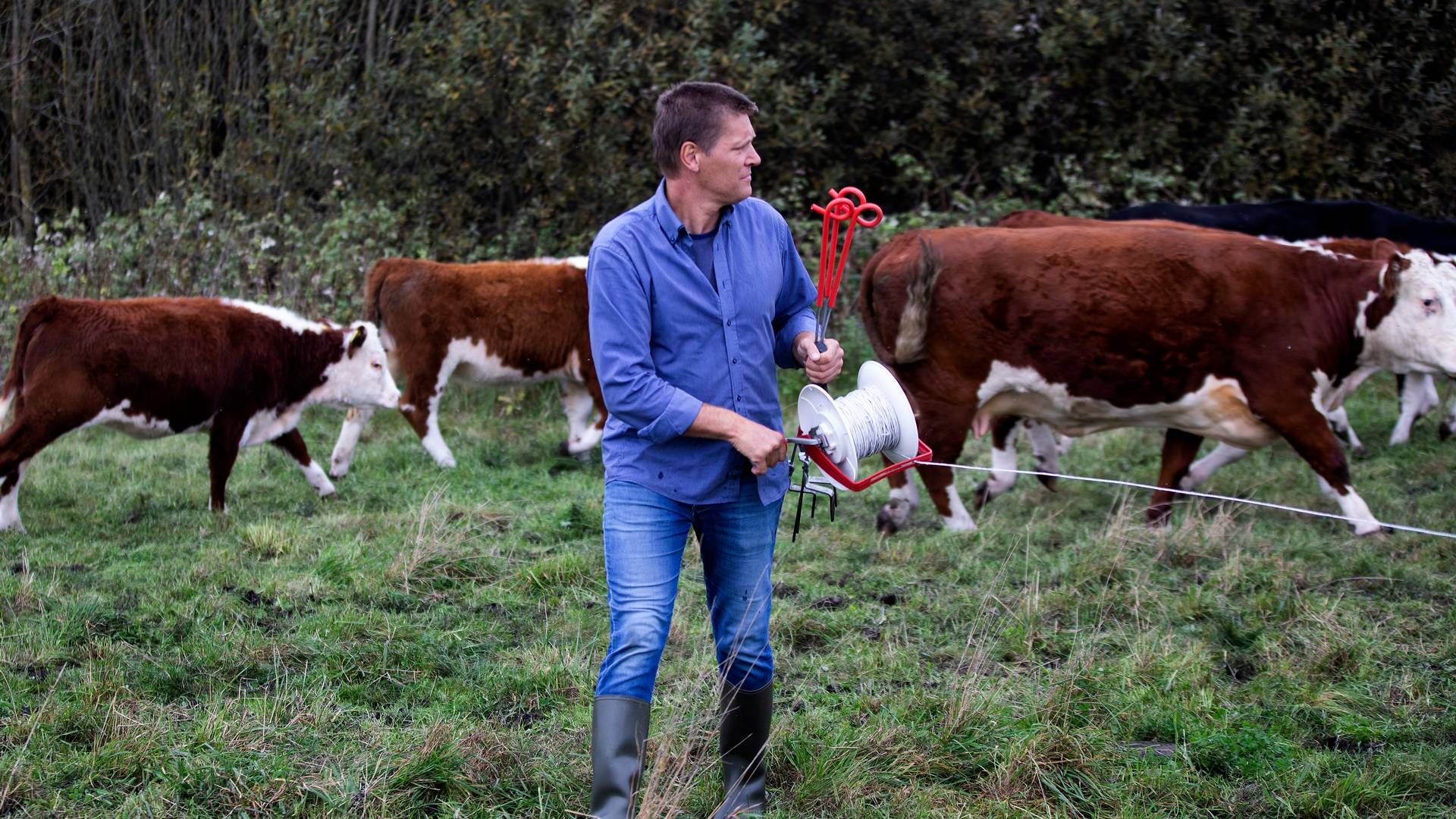 Den økologiske kødkvægproducent fra Vejle, Michael Kjerkegaard, er blevet valgt som ny formand for Økologisk Landsforening. | Foto: Finn Frandsen
