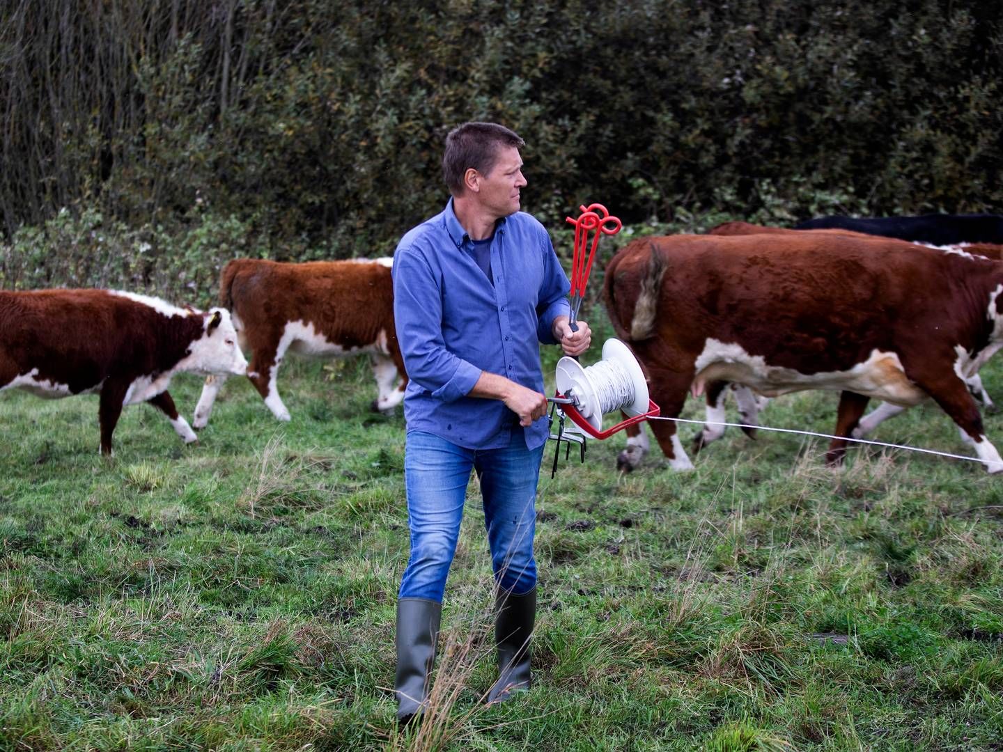 Den økologiske kødkvægproducent fra Vejle, Michael Kjerkegaard, er blevet valgt som ny formand for Økologisk Landsforening. | Foto: Finn Frandsen