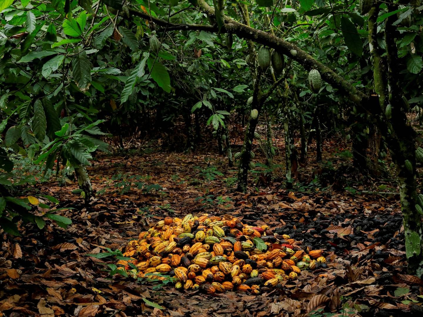Ifølge de danske chokoladeproducenter er det ikke alene udsigten til en fejlslagen høst senere på året, der har fået kakaopriserne til at stige så voldsomt. Også spekulation spiller en stor rolle, lyder det fra flere. | Foto: Francis Kokoroko/Reuters/Ritzau Scanpix