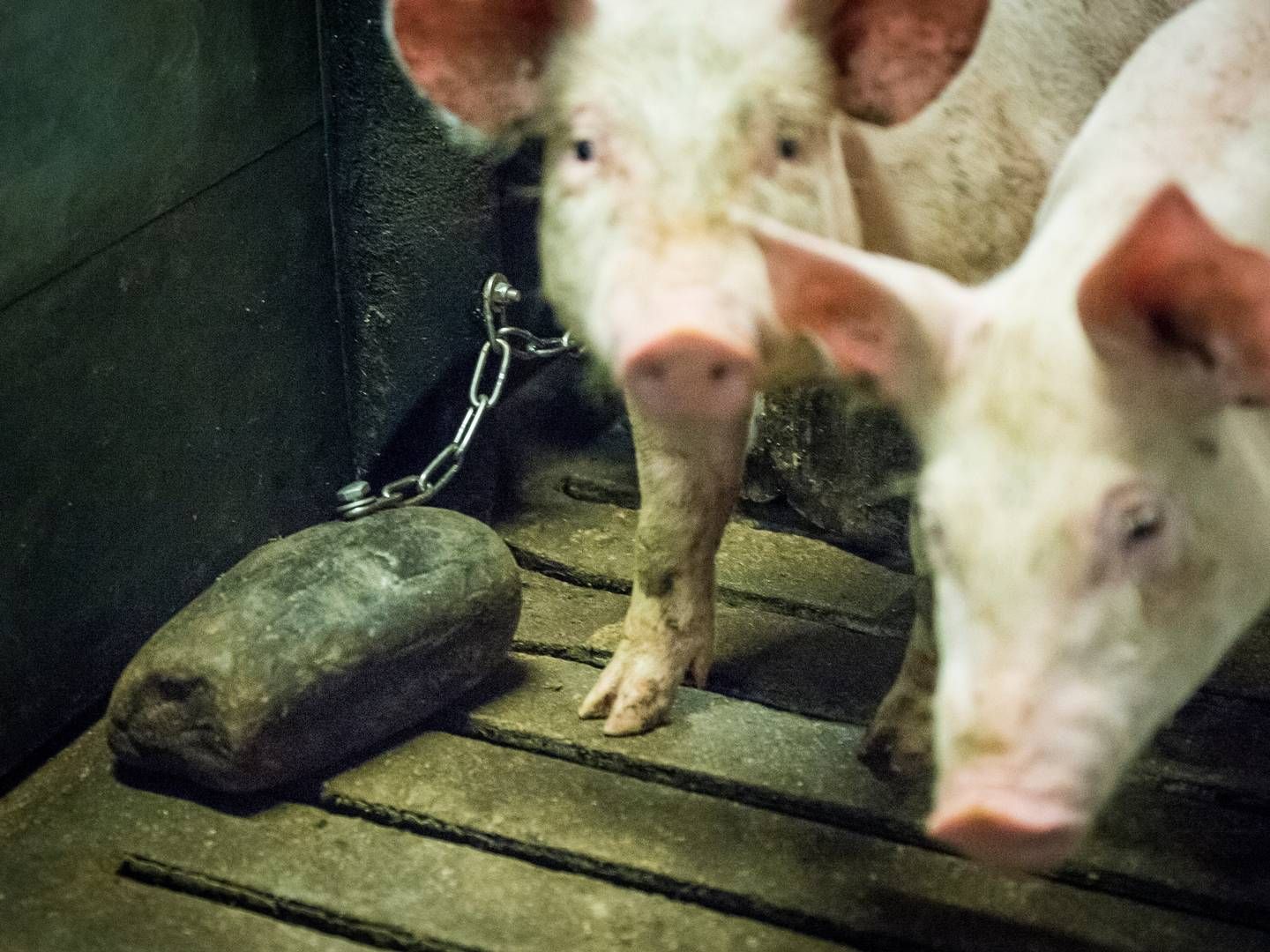 Danbred har i dag adresse og hovedkontor i Ballerup. Det skal nu ændres. | Foto: Sebastian Buur Gunvald