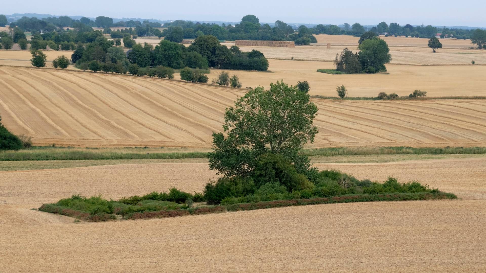 Det er grundværdier på bl.a. landbrugsejendomme, som Vurderingsstyrelsen har set nærmere på. | Foto: Jens Dresling/Ritzau Scanpix