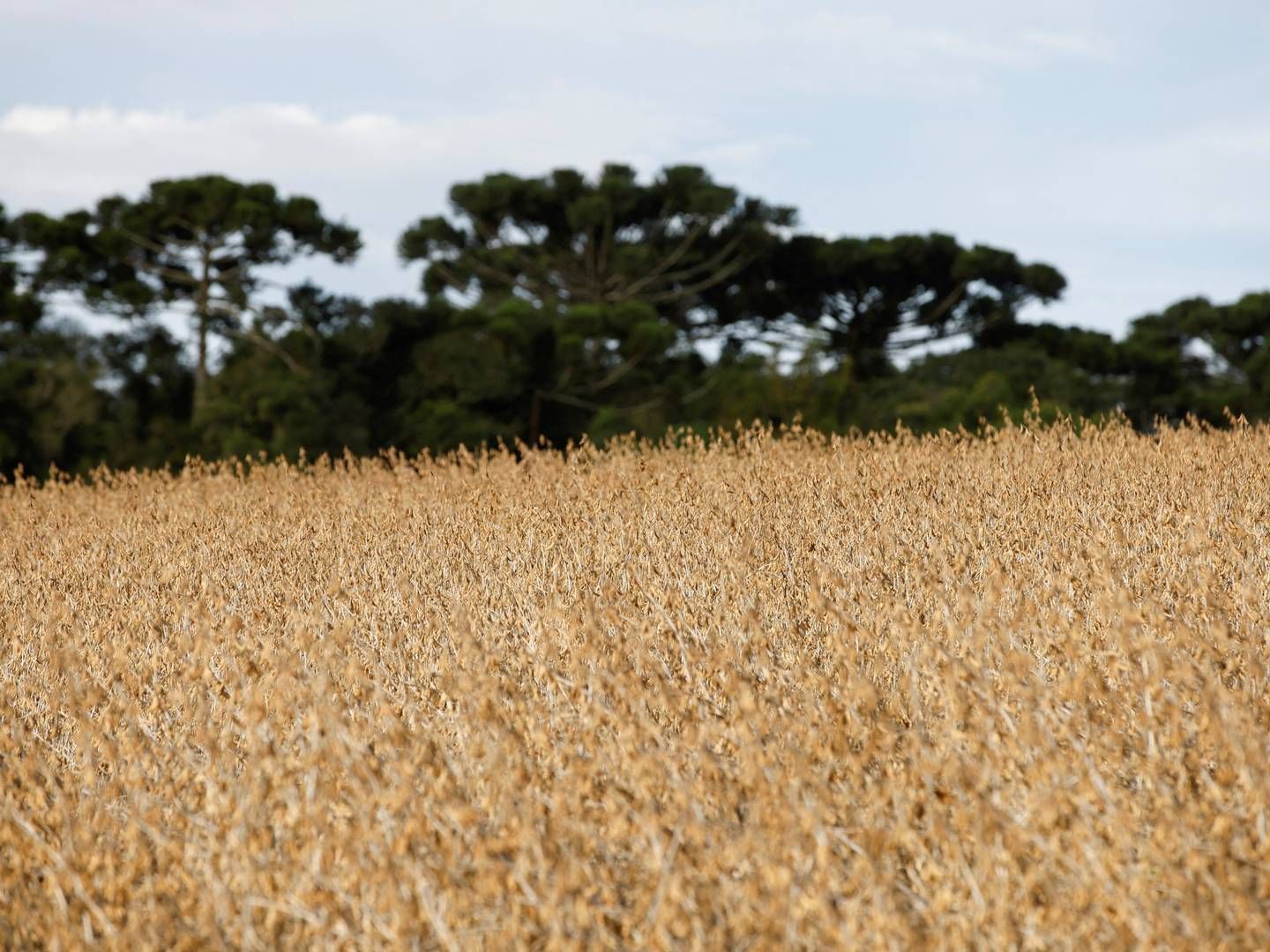 Biosolutions har potentiale til at sikre højere udbytte per hektar på markerne. | Foto: Rodolfo Buhrer/Reuters/Ritzau Scanpix