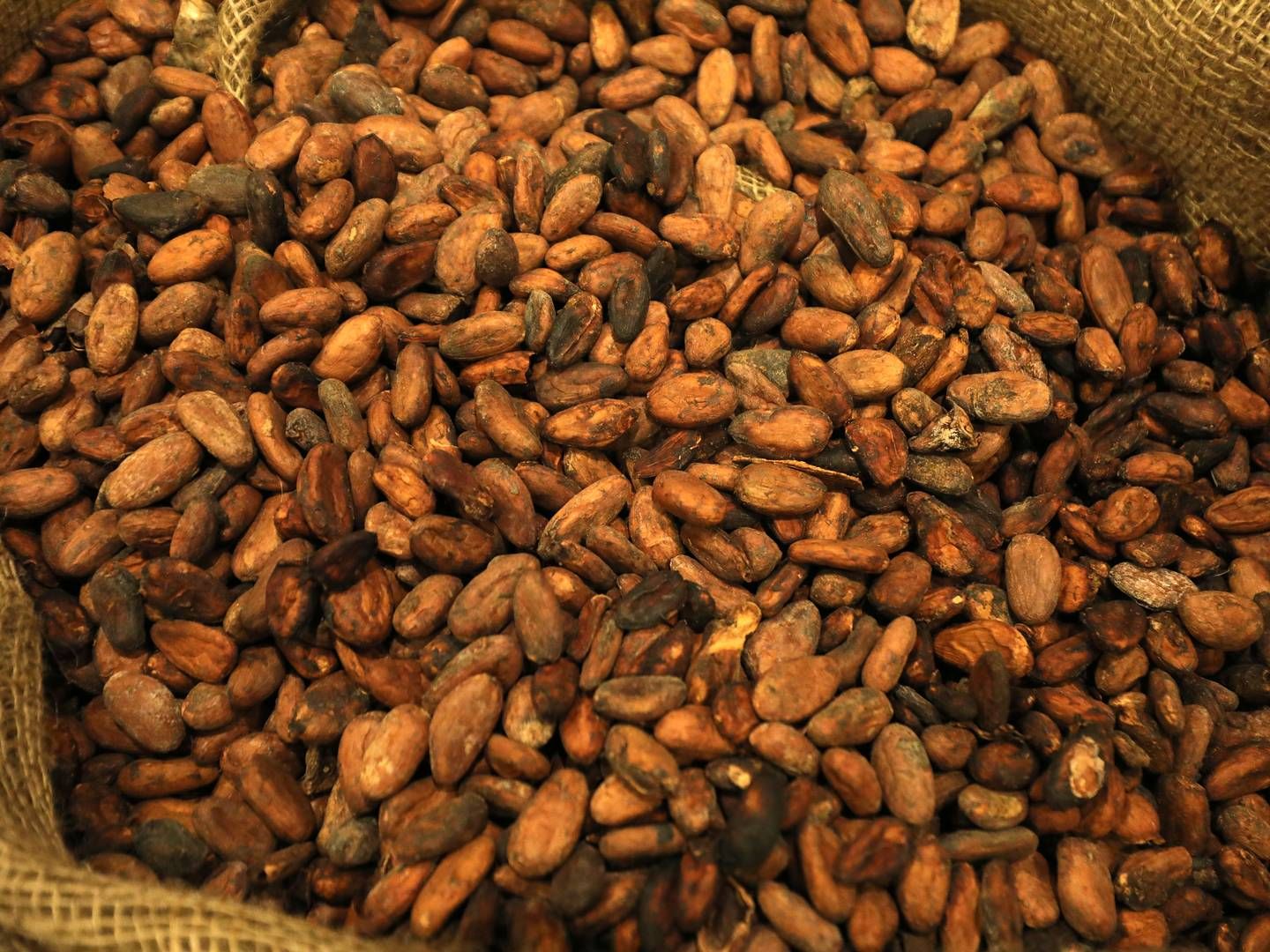 I årevis er der ikke blevet plantet nye kakaotræer på mange vestafrikanske plantager, der som følge har set høstudbyttet falde.