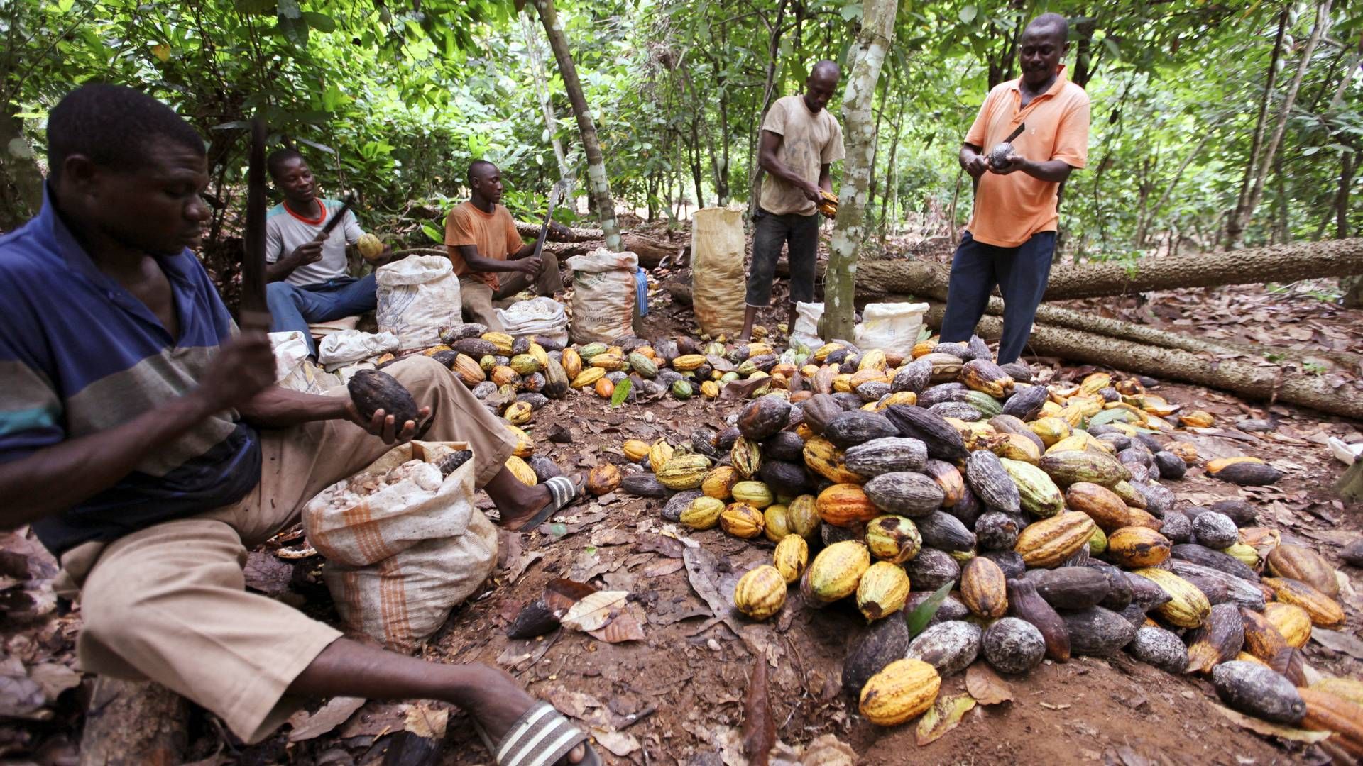 Kakaobøndernes pris bliver fastsat én gang om året af myndighederne i Ghana og på Elfenbenskysten. | Foto: Luc Gnago