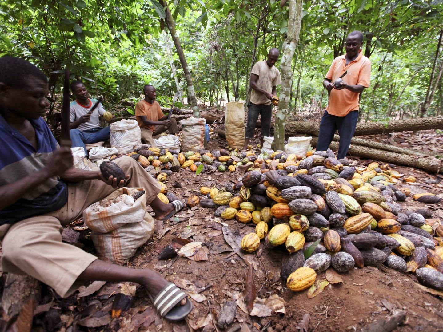 Kakaobøndernes pris bliver fastsat én gang om året af myndighederne i Ghana og på Elfenbenskysten. | Foto: Luc Gnago