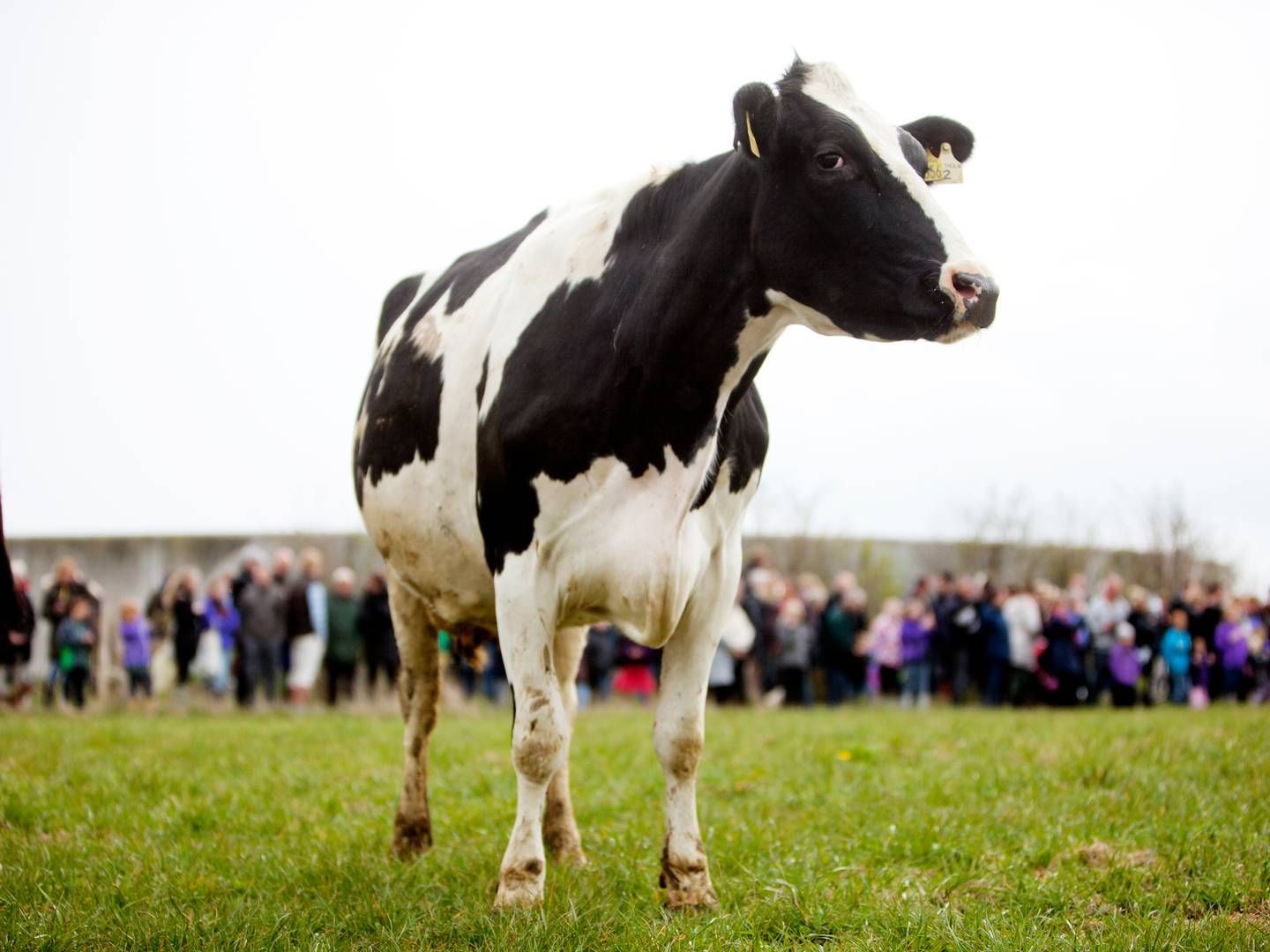Det er især kvæg, som er blevet den store klima-syndebuk. Det skyldes, at dyrene udleder metan, som er noget mere potent end CO2. | Foto: Stine Bidstrup
