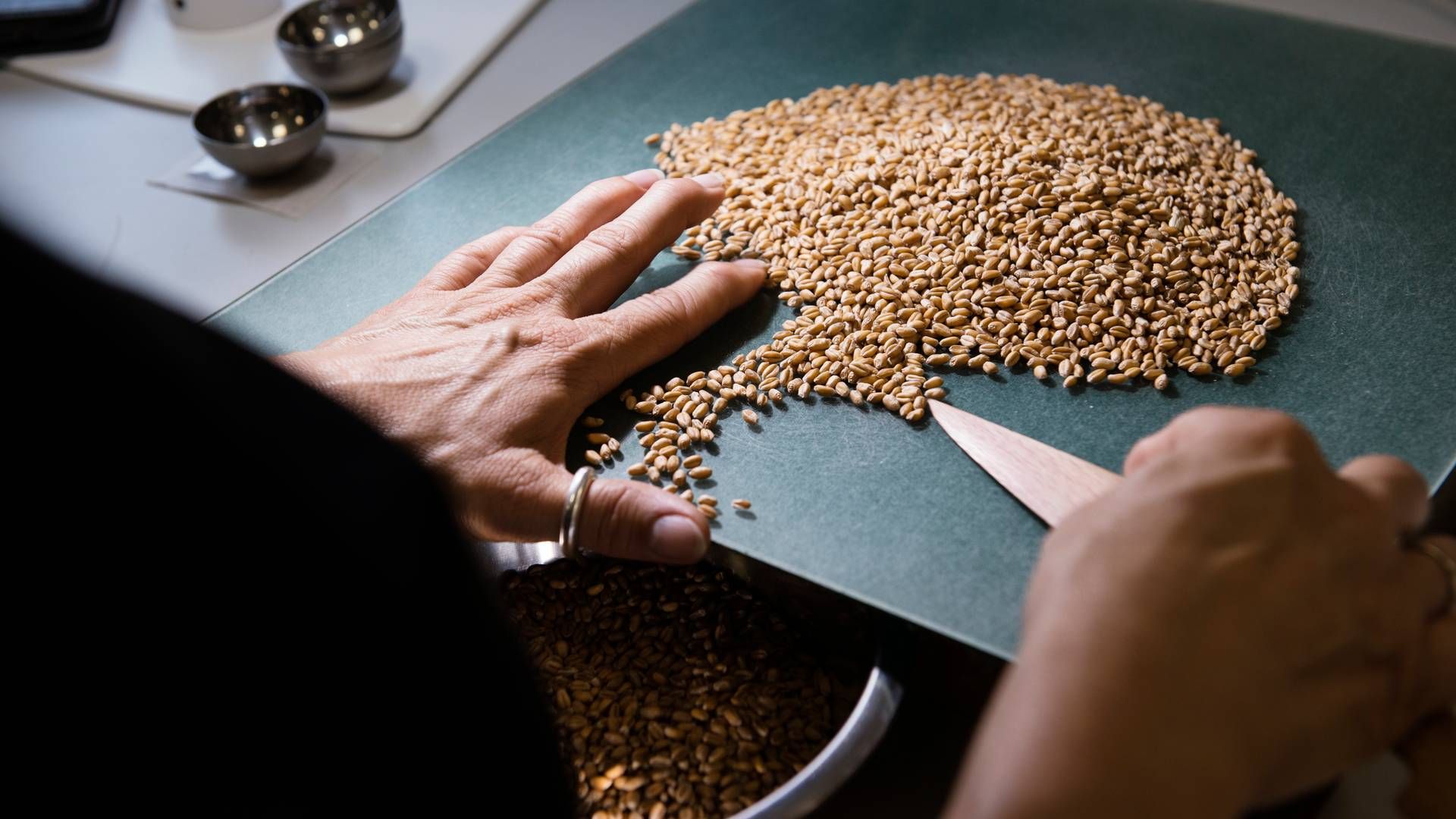 Nordic Seed omsatte sidste år for godt en kvart milliard kroner. | Foto: Morten Lau-Nielsen/Ritzau Scanpix