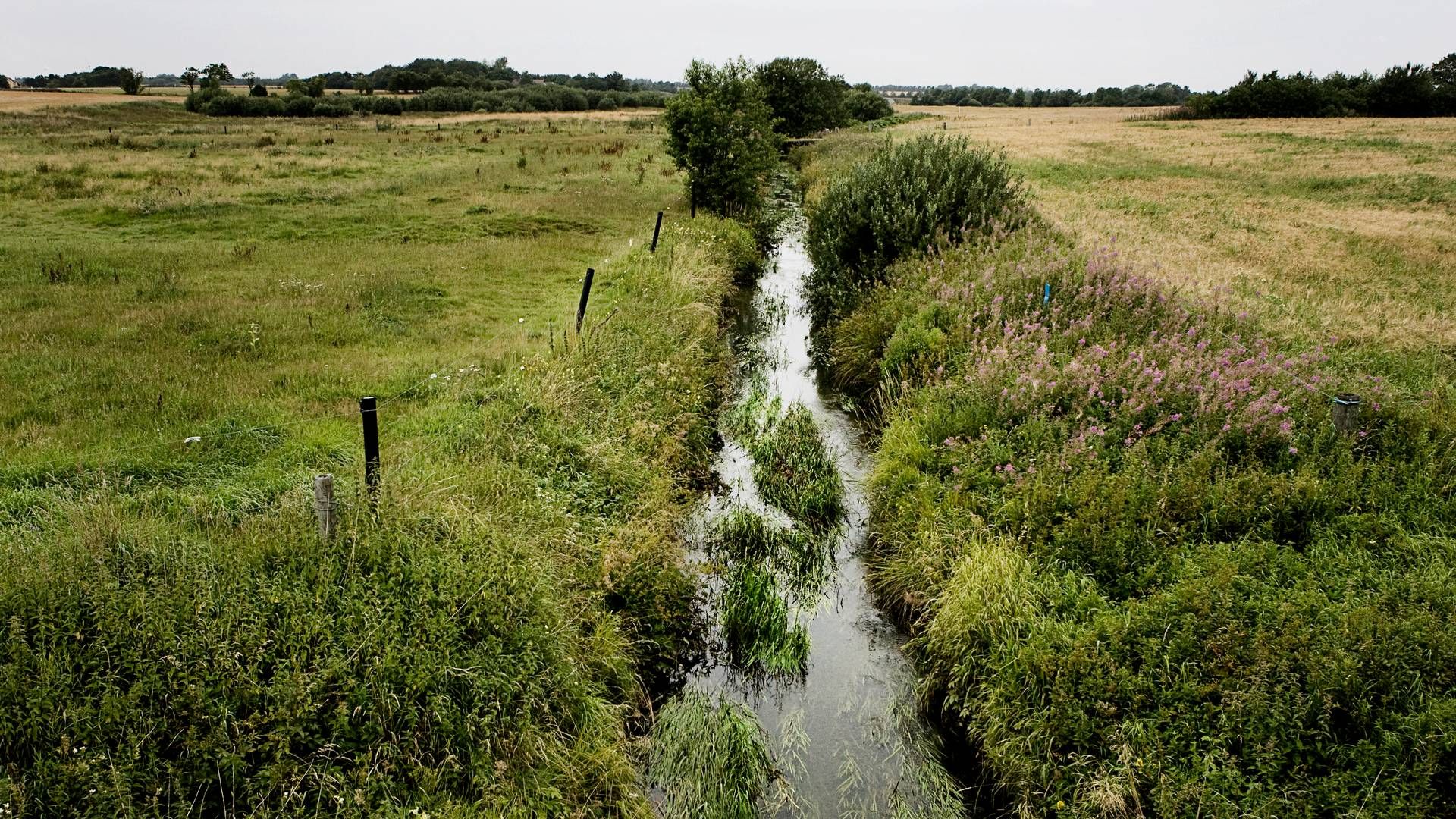 For at nå de overordnede EU-mål skal EU-landene ifølge loven genoprette mindst 30 procent af de naturområder, der er omfattet af ny forordning. | Foto: Emil Ryge Christoffersen