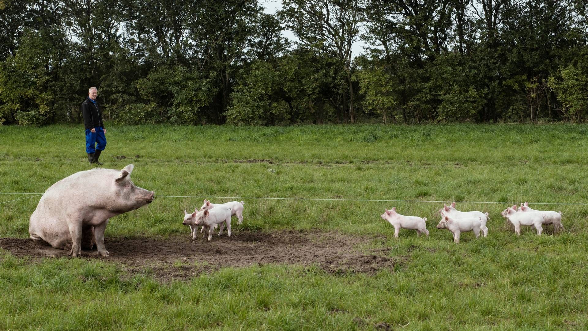 Flere faktorer har puttet pres på de økologiske svineproducenter. | Foto: Morten Lau-nielsen