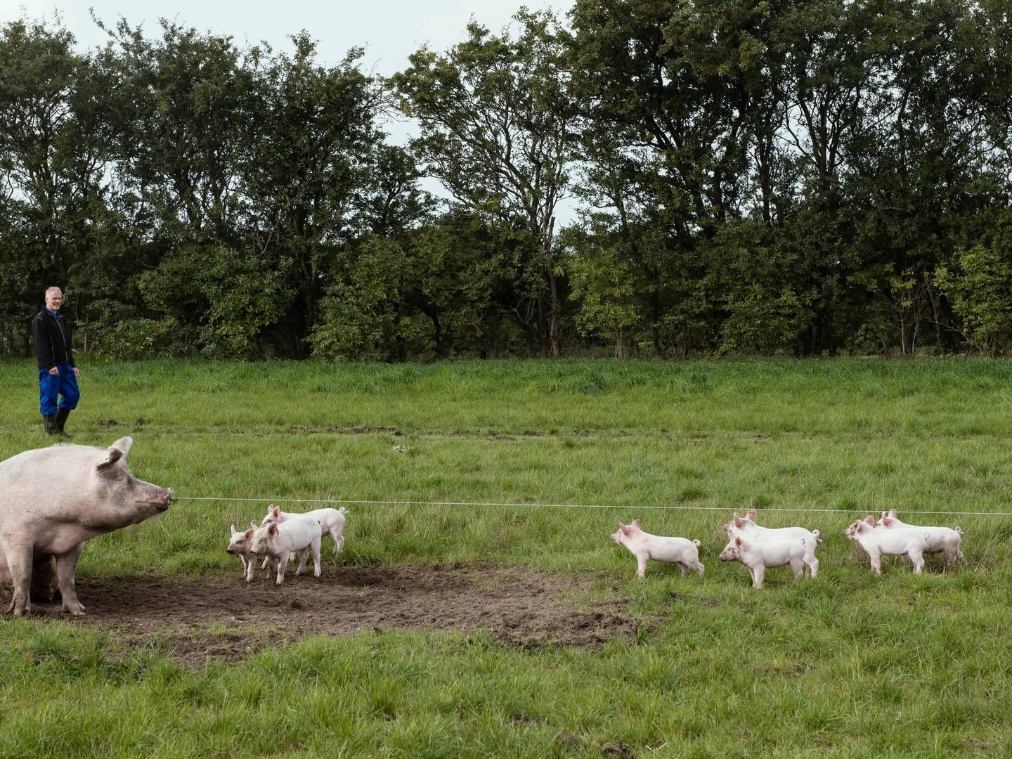 Flere faktorer har puttet pres på de økologiske svineproducenter. | Foto: Morten Lau-nielsen